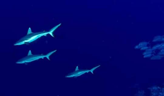 اكتشاف سمكة “قرش شبح” نادرة..