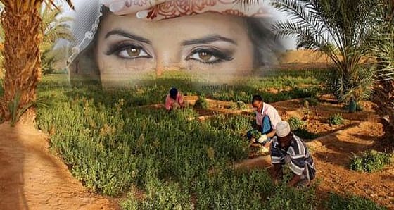 الحناء بالمغرب.. الرجال يكدحون في زراعتها من أجل عيون النساء